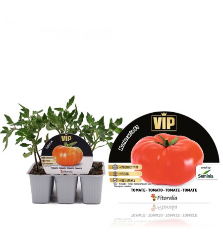 Pack Tomate Montecarlo F1 6 Ud. Solanum lycopersicum - 02038003 (1)