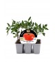 Pack Tomate Montecarlo F1 6 Ud. Solanum lycopersicum - 02038003 (1)