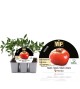 Pack Tomate Bodar F1 6 Ud. Solanum lycopersicum - 02038005 (1)