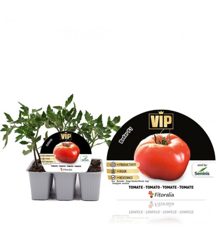 Pack Tomate Bodar F1 6 Ud. Solanum lycopersicum - 02038005 (1)