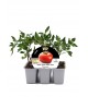 Pack Tomate Bodar F1 6 Ud. Solanum lycopersicum - 02038005 (1)