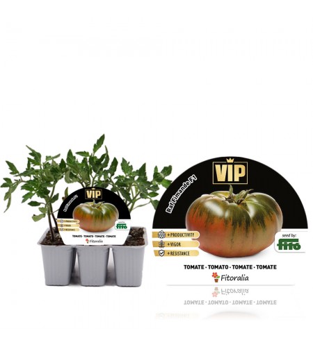 VIP Pack Tomate Híbrido Raf Fimande F1 6 Ud. Solanum lycopersicum
