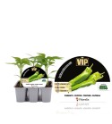VIP Pack Pimiento Híbrido Italiano Almanzor F1 6 Ud. Capsicum annuum