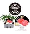 VIP Pack Tomate Rose Crush 6 Ud. Solanum lycopersicum