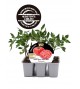 VIP Pack Tomate Rose Crush 6 Ud. Solanum lycopersicum