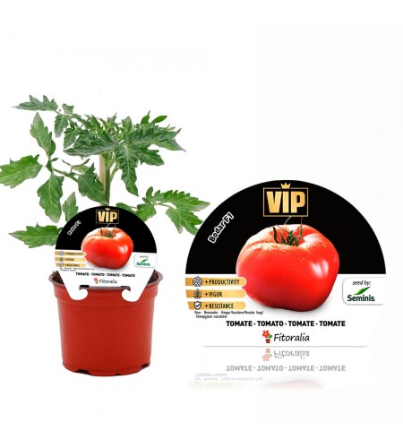 VIP Tomate Híbrido Bodar F1 M-12