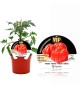 VIP Tomate Híbrido Corazón Buey Aurea F1 M-12