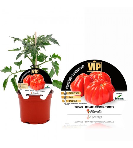 VIP Tomate Híbrido Corazón Buey Aurea F1 M-12