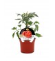 VIP Tomate Híbrido Corazón Buey Aurea F1 M-12