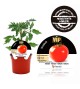 VIP Tomate Híbrido Maestria F1 M-12