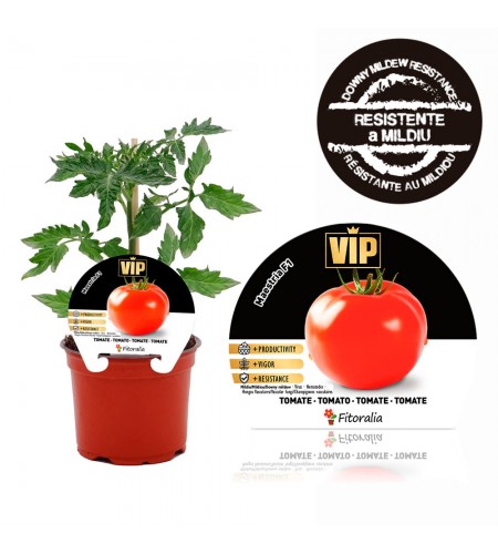 VIP Tomate Híbrido Maestria F1 M-12