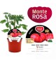 VIP Tomate Híbrido Monterosa F1 M-12