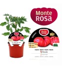 VIP Tomate Híbrido Monterosa F1 M-12