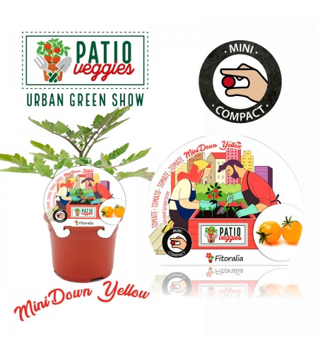 Tomate MiniDown Yellow M-10,5 Solanum lycopersicum