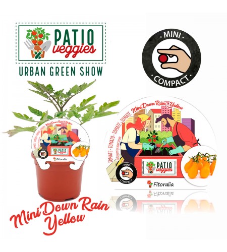 Tomate MiniDownRain Yellow M-10,5 Solanum lycopersicum