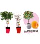 Albaricoquero Enano Garden Aprigold 5l - Prunus armeniaca - 03055001 (2)