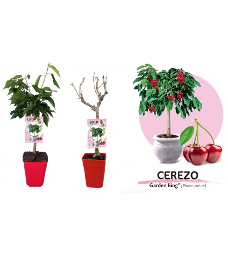 Cerezo Enano Garden Bing 5l - Prunus avium - 03055003 (1)