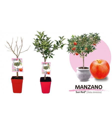 Manzano Enano Sun Red 5l - Malus domestica - 03055005 (2)