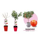 Manzano Enano Sun Red 7l - Malus domestica
