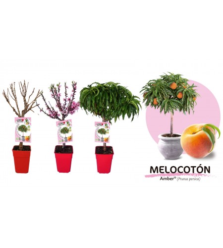 Melocotonero Enano Amber 5l - Prunus persica - 03055006 (1)