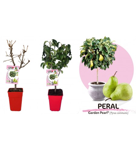 Peral Enano Garden Pearl 5l - Pyrus communis - 03055009 (2)