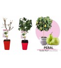 Peral Enano Garden Pearl 7l - Pyrus communis