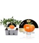 VIP Pack Tomate Híbrido F1 Óptima 6 Ud. Solanum lycopersicum