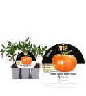 VIP Pack Tomate Híbrido F1 Óptima 6 Ud. Solanum lycopersicum