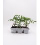 Pack Injertado Tomate Cherry Mix F1 6 Ud.