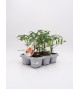 Pack Injertado Tomate Cherry Mix F1 6 Ud.