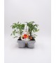 Pack Injertado Tomate Cherry Mix F1 6 Ud.