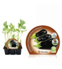Pack Berenjena Redonda Negra 6 Ud.