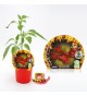 Picante Campanilla M-10,5 Capsicum baccatum - 02028003 (1)