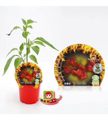 Picante Campanilla M-10,5 Capsicum baccatum - 02028003 (1)