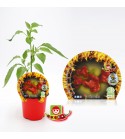Picante Campanilla M-10,5 Capsicum baccatum