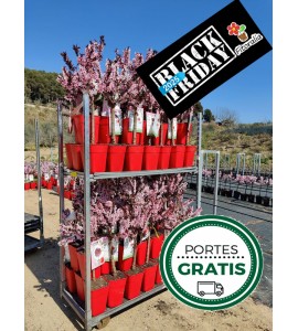 Carro de Frutales Enanos Oferta Black Friday. 24 cajas. Pídelas en su sección