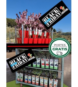 Carro de Vivaces y Frutos del Bosque. 24 Cajas. Black Friday