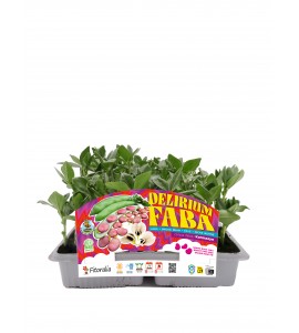 Delirium Faba - Karmazyn