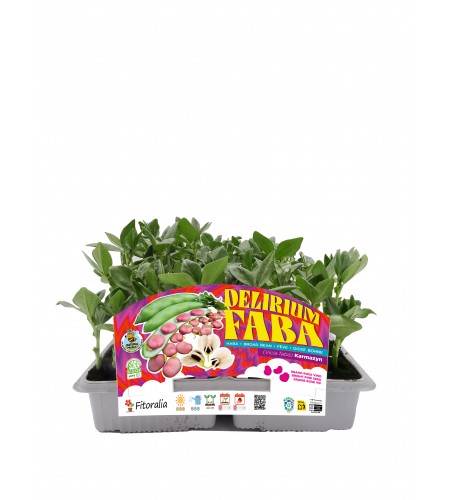 Delirium Faba - Karmazyn