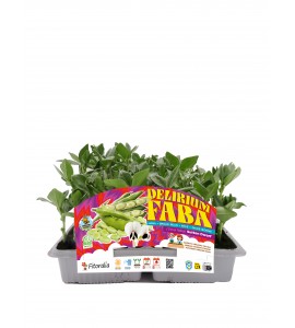 Delirium Faba - Sutton Dwarf