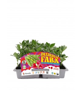 Delirium Faba - Crimsonia