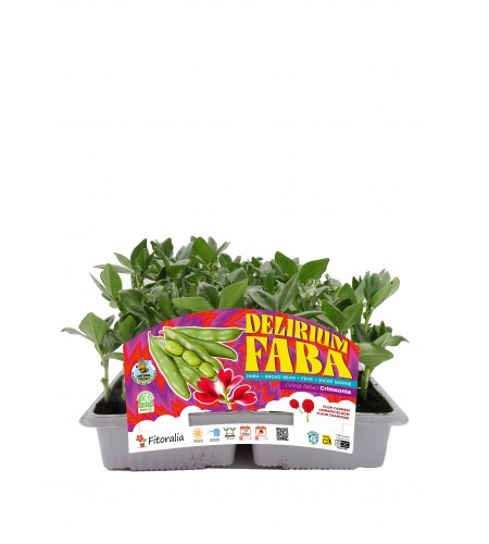 Delirium Faba - Crimsonia