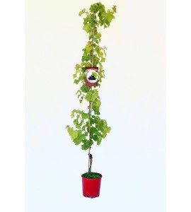 Parra Michelle Palieri M-25 - Vitis vinifera