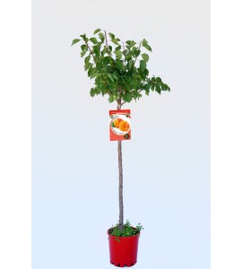 Albaricoque Canino M-25 - Prunus armeniaca