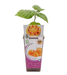 Physalis 2l Physalis peruviana