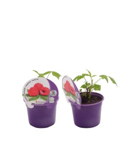 Frambuesa M-10,5 Rubus idaeus