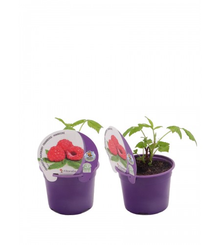 Frambuesa M-10,5 Rubus idaeus