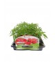 Pack Tomate Rosa de Barbastro 6 Ud. Solanum lycopersicum