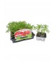 Pack Tomate Rosa de Barbastro 6 Ud. Solanum lycopersicum