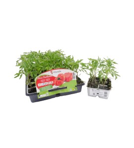 Pack Tomate Rosa de Barbastro 6 Ud. Solanum lycopersicum